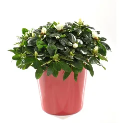 Azalée christine avec cache-pot. Le pot de 13 cm