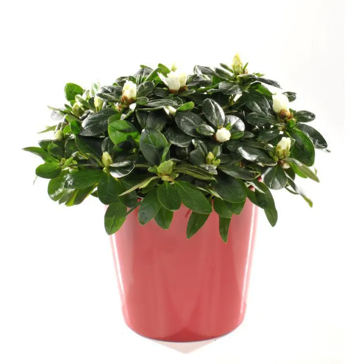 Azalée christine avec cache-pot. Le pot de 13 cm