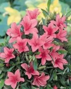 Azalée Japonaise (Azalea Japonica) 20/30 rose. Le pot de 3 litres