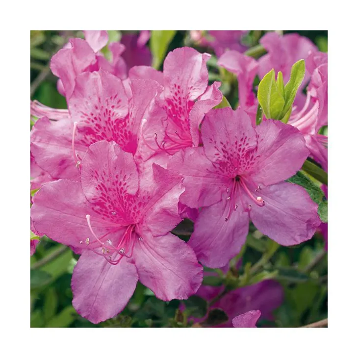 Azalée japonaise Chelsoni coloris rose. Le pot de 5 litres.