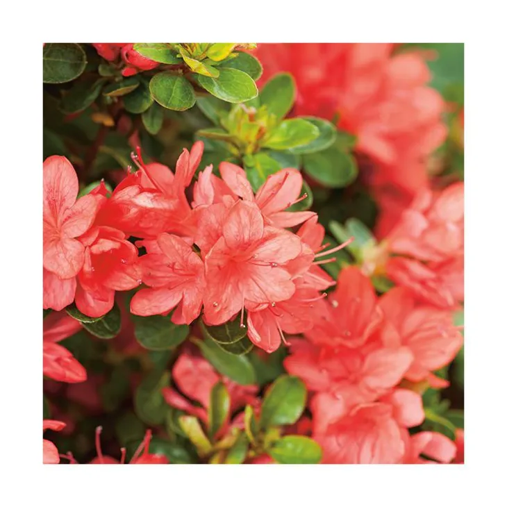 Azalée japonaise Sakata red coloris rouge. Le pot de 5 litres.