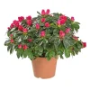Azalée tardive. Le pot de 14 cm