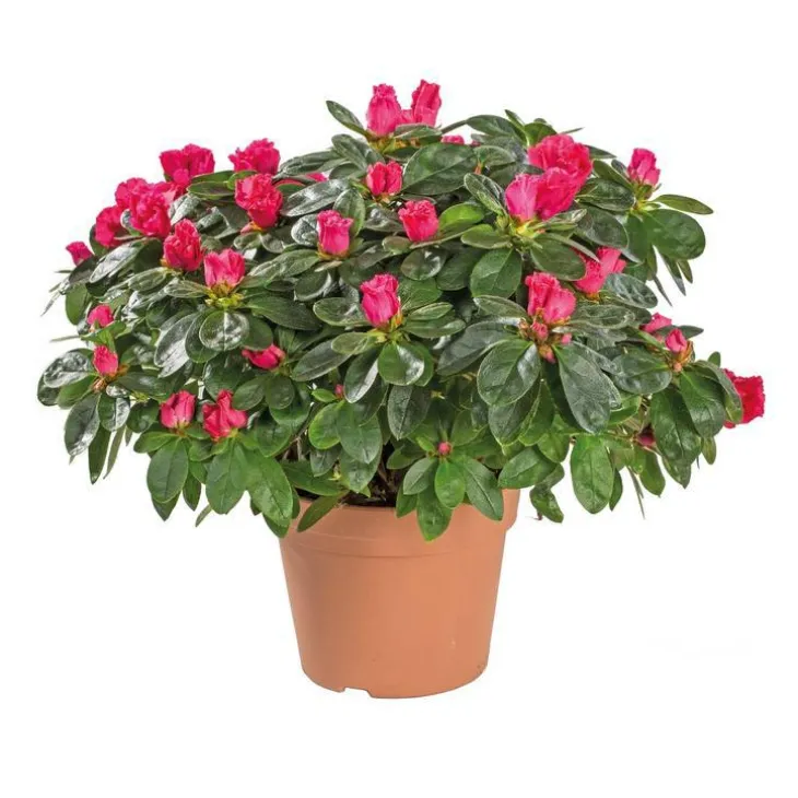 Azalée tardive. Le pot de 14 cm