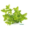Bacopa caroliniana émergée