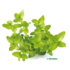 Bacopa caroliniana émergée
