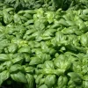 Basilic Grand Vert Bio. Le pot de 4,6 litres