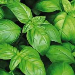 Basilic Grand Vert Bio. Le pot de 2,5 litres