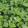 Basilic Marseillais Bio. Le pot de 1 litre