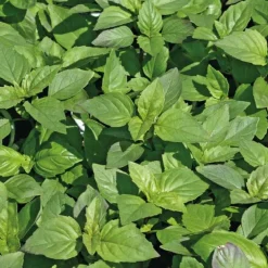 Basilic Marseillais Bio. Le pot de 1 litre