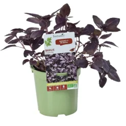 Basilic Pourpre Bio. Le pot de 1 litre