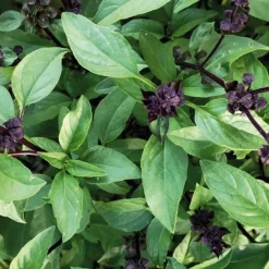 Basilic Thai Bio. Le pot de 1 litre
