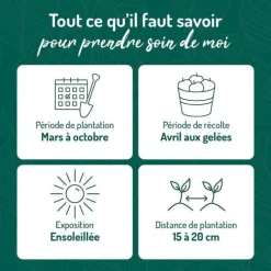 Basilic Thai Bio. Le pot de 1 litre