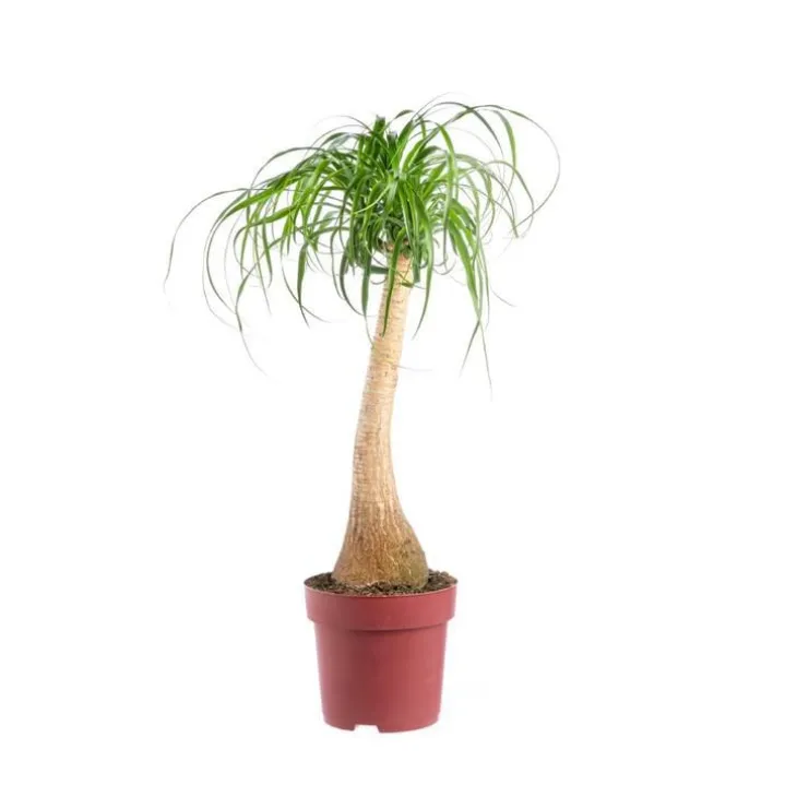 BEAUCARNEA