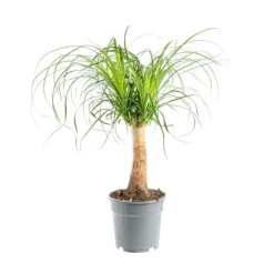 Beaucarnea coupe Ø19xH50 cm