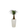 Beaucarnea tronc droit et son pot Rondo premium Ø 32 blanc