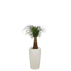 Beaucarnea tronc droit et son pot Rondo premium Ø 32 blanc