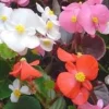 Bégonia – Pot de 19 cm