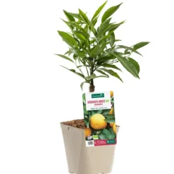 Bigaradier Bio. Le pot de 3 litres
