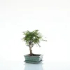 Bonsaï botanic® Poivrier avec pot et soucoupe - Taille 3,2