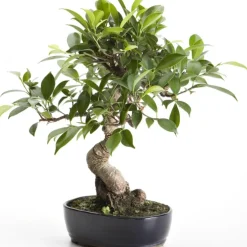 Bonsaï rempoté varié botanic® mix taille 6
