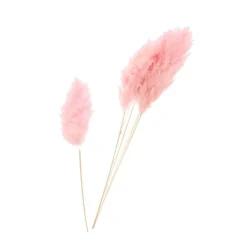 Botte de fleurs séchées Herbes de la Pampa (Cortaderia) rose Misty Naturalys