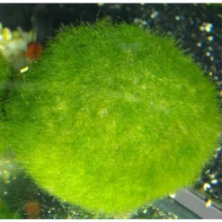 Boule de Cladophora
