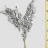 Bouquet de 4 à 5 branches de ruscus (petit-houx) teinté or et argent pour décoration de Noël