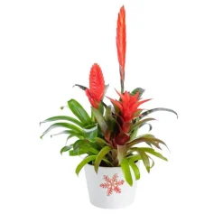 Bromelaciée en coupe Ø 16 cm