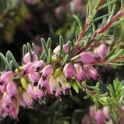 Bruyère (Erica Darleyensis). Le pot de 1 litres
