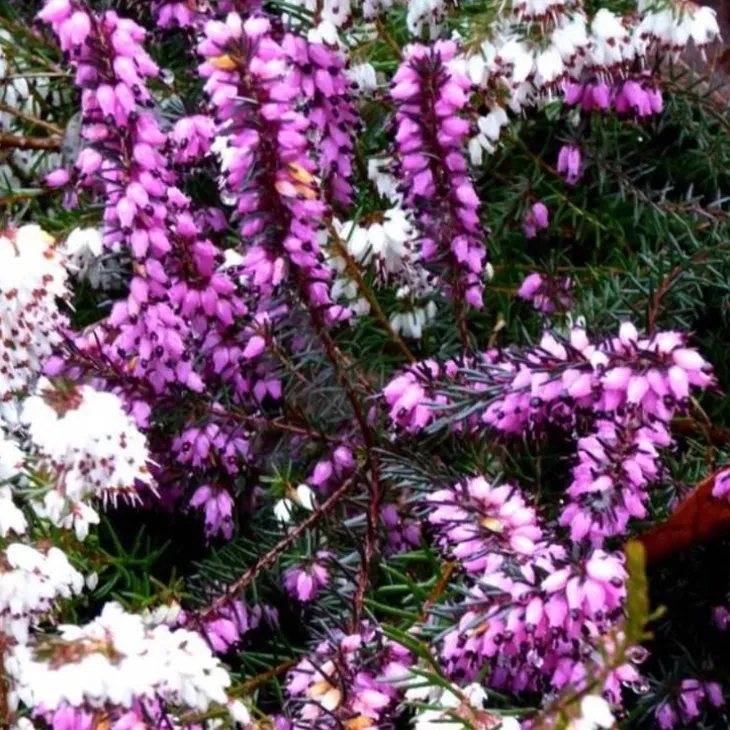 Bruyère Erica Darleyensis rouge. Le pot de 3 litres