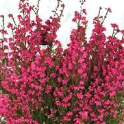 Bruyère Erica Gracilis rouge. Le pot de 10,5 cm