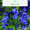 Bulbe de fleurs Agapanthe bleu botanic® - 1 bulbe