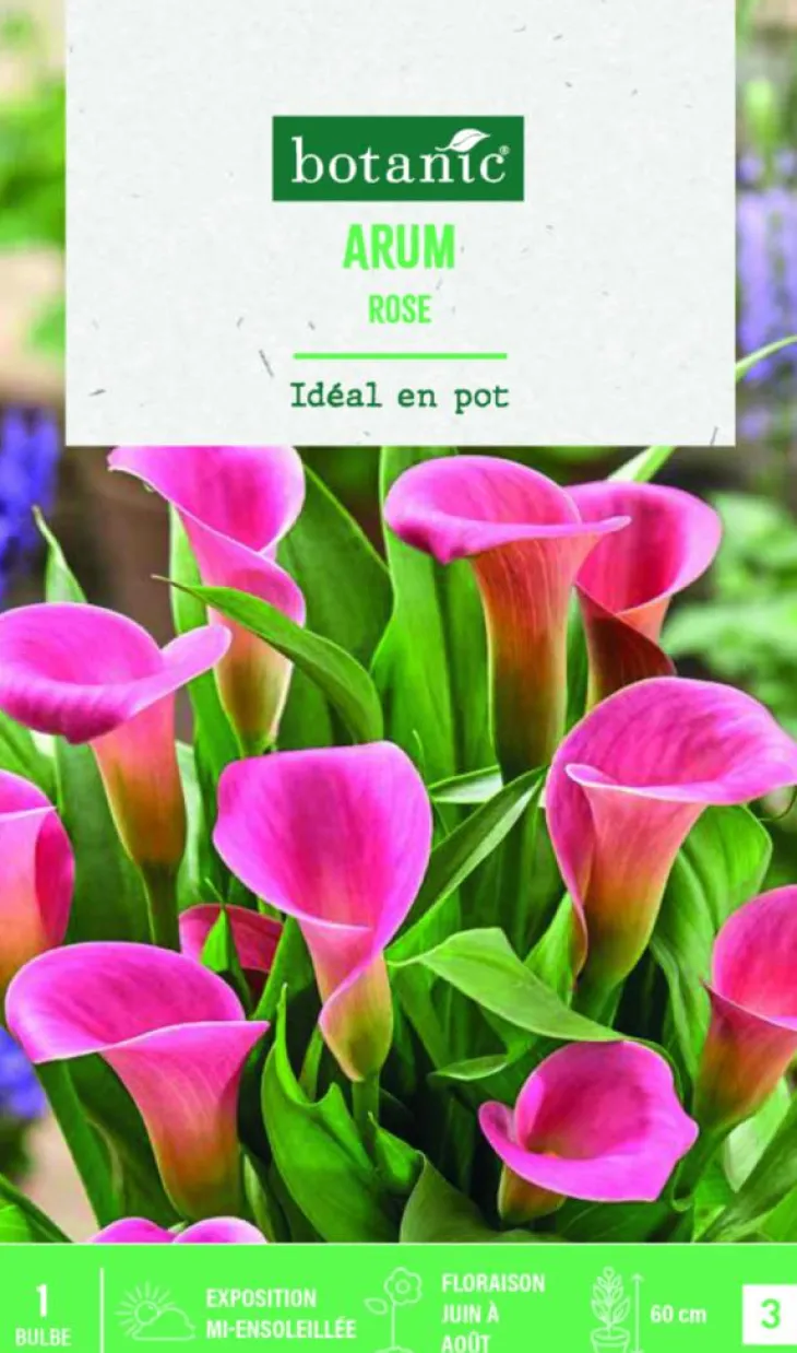 Bulbe de fleurs Arum rose botanic® - 1 bulbe