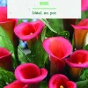 Bulbe de fleurs Arum rouge botanic® - 1 bulbe