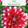 Bulbe de fleurs Dalhia décoratif nain Jamaïcain botanic® - 1 bulbe