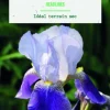 Bulbe de fleurs Iris Germanica Headlines botanic® - 1 bulbe