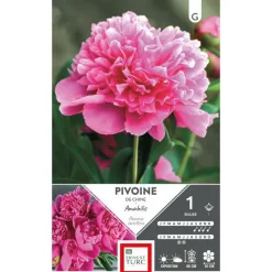 Bulbe de Pivoine herbacée Amabilis rose