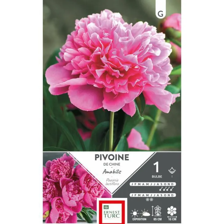Bulbe de Pivoine herbacée Amabilis rose