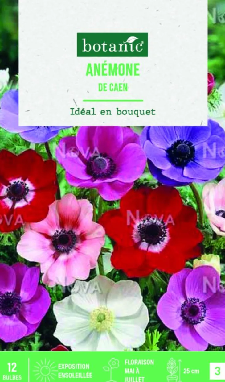 Bulbes de fleurs Anémone simples de Caen en mélange botanic® - 12 bulbes