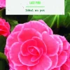 Bulbes de fleurs Bégonia Picotée Lace rose botanic® - 3 bulbes