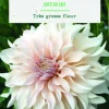 Bulbes de fleurs Dahlia décoratif Café au lait botanic® - 2 bulbes