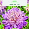 Bulbes de fleurs Dahlia décoratif Avignon bio botanic® - 2 bulbes