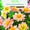 Bulbes de fleurs Dahlia Topmix Apricot botanic® - 2 bulbes