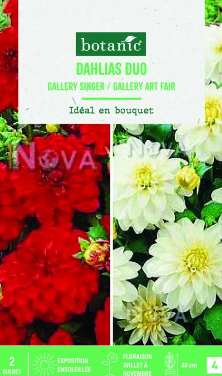 Bulbes de fleurs duo de Dahlias décoratifs Gallery singer / Art fair botanic® - 2 bulbes
