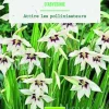 Bulbes de fleurs Glaïeul d’Abyssinie bio botanic® - 15 bulbes