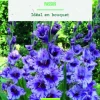 Bulbes de fleurs Glaïeul grandes fleurs Passos bio botanic® - 10 bulbes