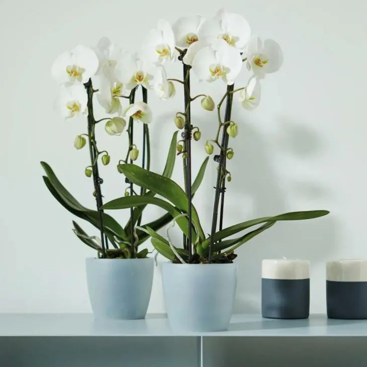 Cache pot Brussel Orchidees