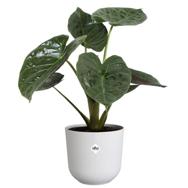 Cache-pot coloris blanc Jazz Elho - Ø 23 cm