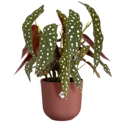 Cache-pot coloris rouge Jazz Elho - Ø 23 cm