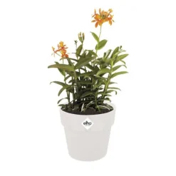 Cache-pot en polypropylène Elho B.for original rond blanc - Ø 22 cm